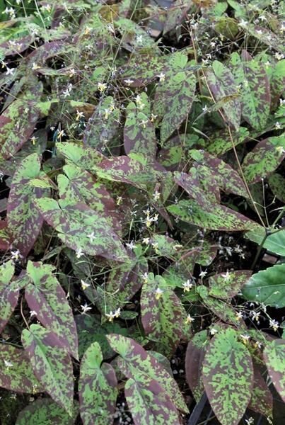 Epimedium myrianthum- epimēdija